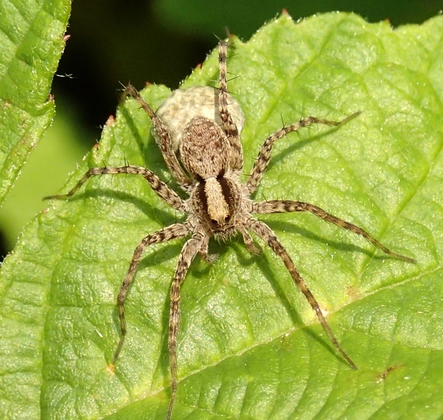 Pardosa lugubris s.l. - Sernaglia della Battaglia (TV)